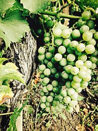 Close-up of plant growing in vineyard