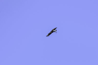 Low angle view of bird flying in sky