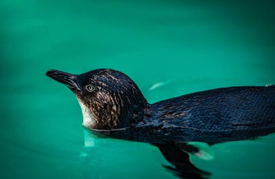 High angle view of bird swimming in sea