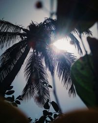 Low angle view of coconut palm tree against sky