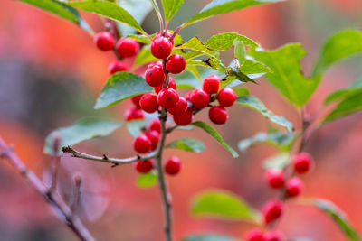 Close-up of red berries growing on plant