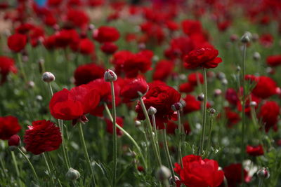 Close-up of red poppy flowers