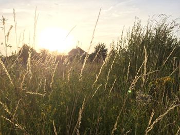 Scenic view of field against sky at sunset