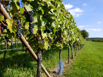 View of vineyard against sky