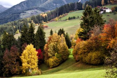 Scenic view of landscape during autumn