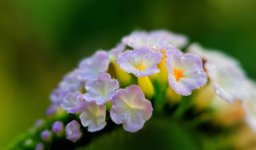 Close-up of water drops on purple flowering plant