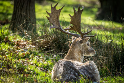 Deer in a field