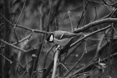 Close-up of bird perching on branch