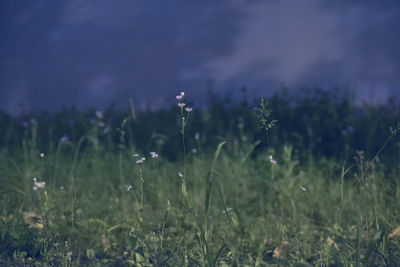 Scenic view of flowering plants on field against sky