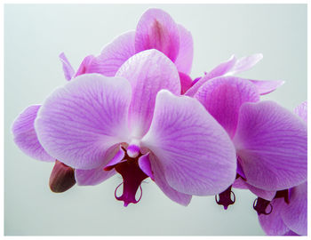 Close-up of purple orchids