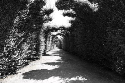 Narrow pathway along trees