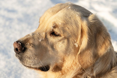 Close-up of dog