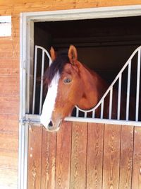 Close-up of horse