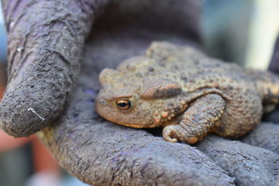 Close-up of lizard on tree