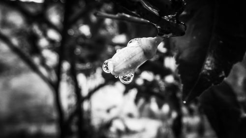 Close-up of water drops on plant