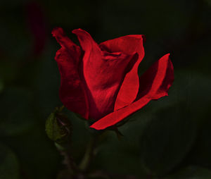 Close-up of red rose