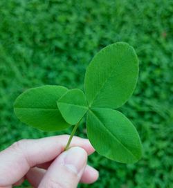 Close-up of hand holding leaf