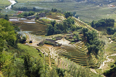 High angle view of rice paddy