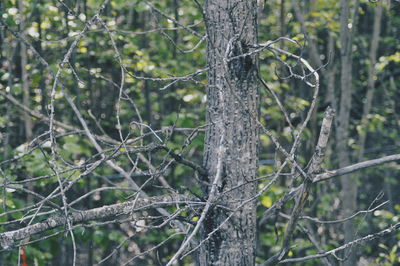 Close-up of tree trunk in forest