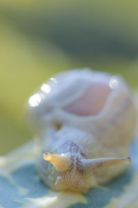 Close-up of a turtle in the sea