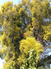 Low angle view of flowering plants and trees during autumn