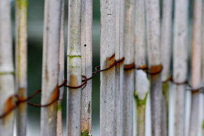 Close-up of rusty metal fence