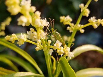 Close-up of insect on flowering plant