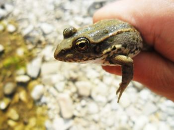 Close-up of hand holding lizard