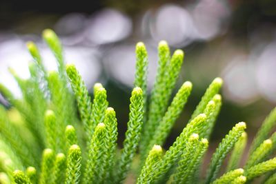 Close-up of fresh green plant
