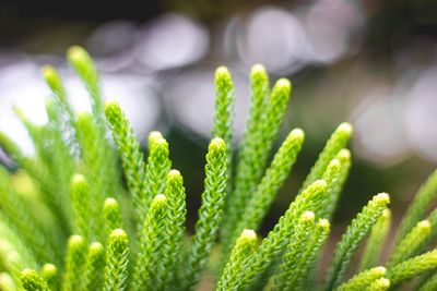 Close-up of plant