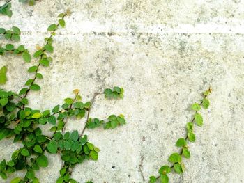 Close-up of ivy growing on wall