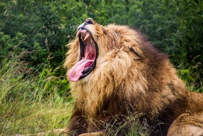 Close-up of horse yawning