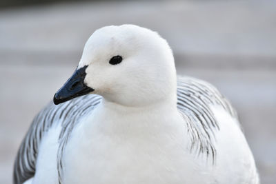 Close-up of a duck