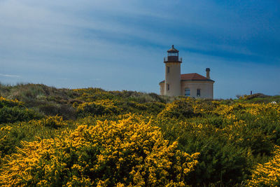 Yellow flowers growing in field