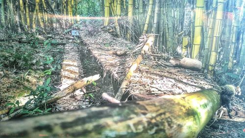 Close-up of tree stump in forest