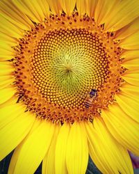 Close-up of bee pollinating on sunflower