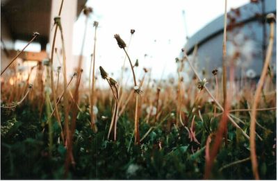 Close-up of grass growing on field