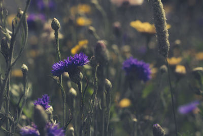 Close-up of purple flowering plants on field