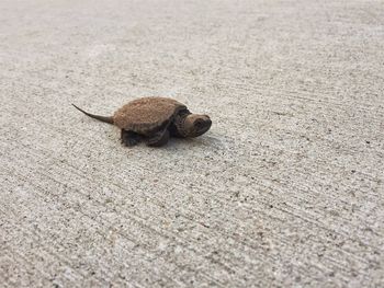 Close-up of shell on ground