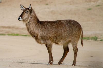 Side view of horse on field