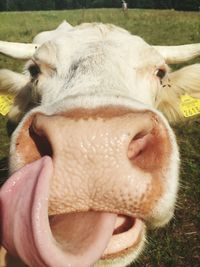 Close-up portrait of cow on field
