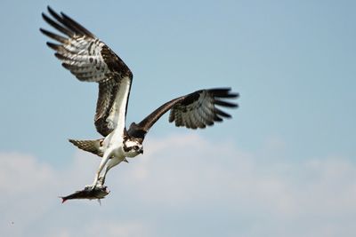 Osprey with fish flying against sky