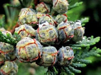 Close-up of berries growing on plant