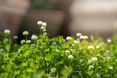 Close-up of flowering plant on field