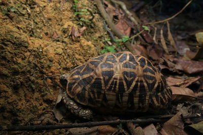 High angle view of shell on field