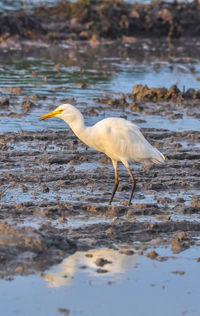 Side view of a bird on beach