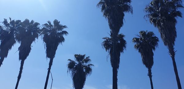 Low angle view of coconut palm trees against blue sky