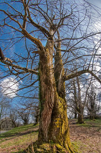 Bare tree in field against sky