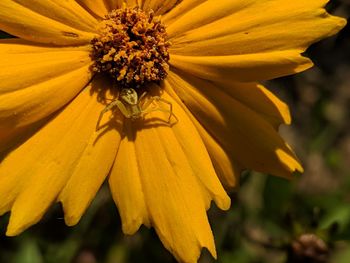 Close-up of yellow flowering plant