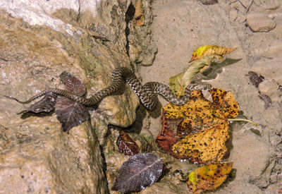 High angle view of snake at lakeshore